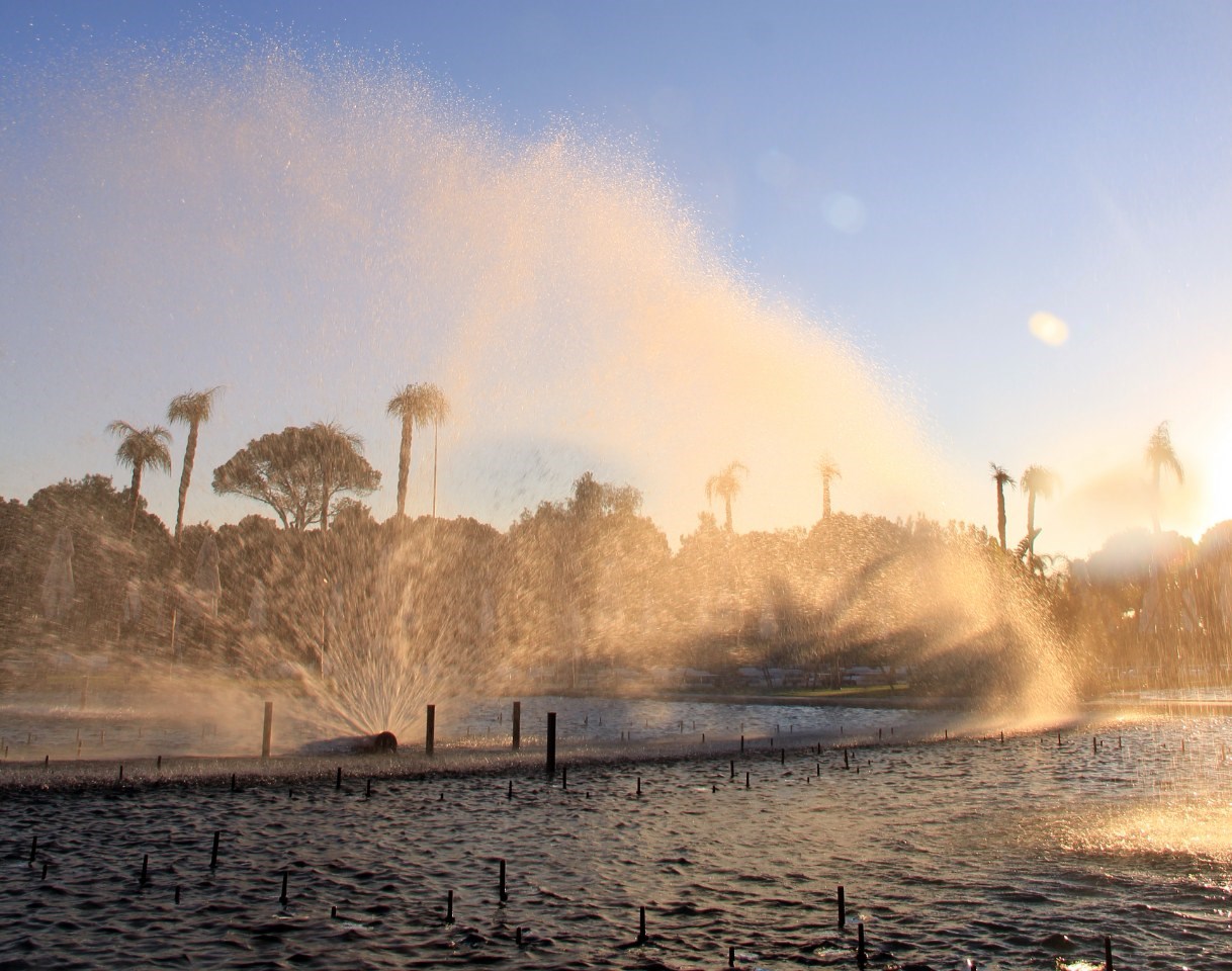 REGNUM CARYA BELEK